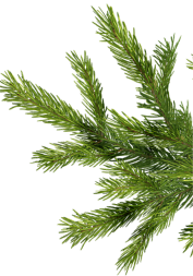 branche de sapin
