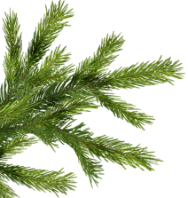 branche de sapin