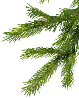 branche de sapin
